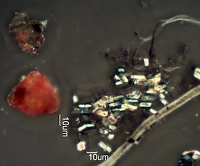 Pyrolyzed Calcium Oxalate Phytoliths