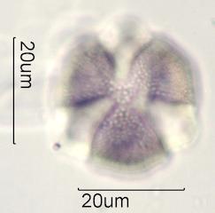 Cactus Honey Pollen Under the Microscope