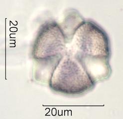 Cactus Honey Pollen Under the Microscope