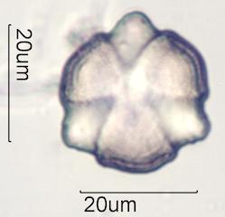 Cactus Honey Pollen Under the Microscope