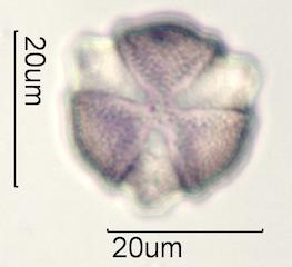 Cactus Honey Pollen Under the Microscope