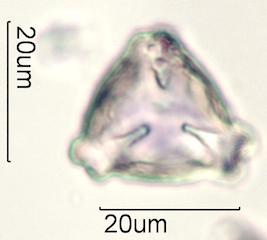 Cactus Honey Pollen Under the Microscope