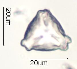 Cactus Honey Pollen Under the Microscope