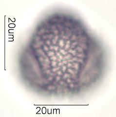 Cactus Honey Pollen Under the Microscope