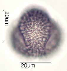 Cactus Honey Pollen Under the Microscope
