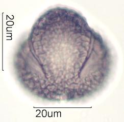 Cactus Honey Pollen Under the Microscope