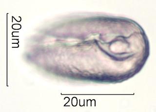 Cactus Honey Pollen Under the Microscope