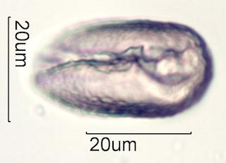 Cactus Honey Pollen Under the Microscope