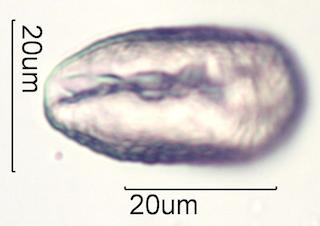 Cactus Honey Pollen Under the Microscope