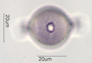 Cactus Honey Pollen Under the Microscope