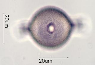 Cactus Honey Pollen Under the Microscope