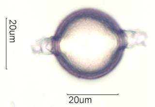 Cactus Honey Pollen Under the Microscope