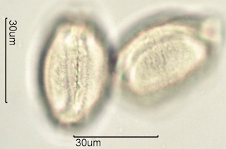 Camas (Camassia quamash) Pollen
