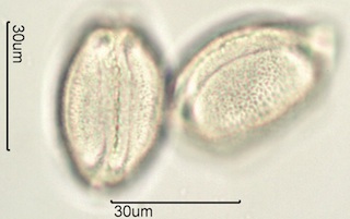 Camas Pollen