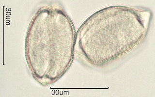 Camas (Camassia quamash) Pollen
