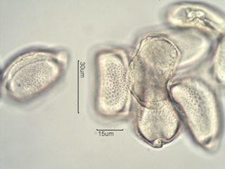 Camas (Camassia quamash) Pollen
