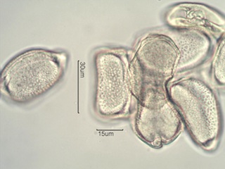 Camas (Camassia quamash) Pollen