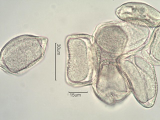 Camas (Camassia quamash) Pollen