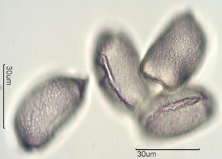 Camas (Camassia quamash) Pollen