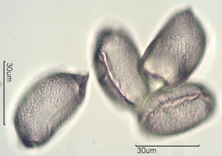 Camas (Camassia quamash) Pollen