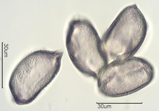 Camas (Camassia quamash) Pollen