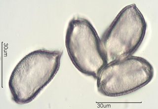 Camas (Camassia quamash) Pollen
