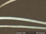 Camel Hair