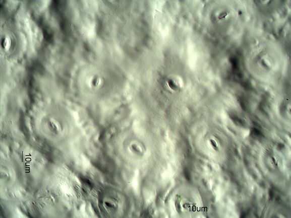Stomata Under The Microscope