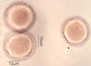 Trumpet Vine (Campsis radicans) Pollen