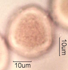 Trumpet Vine (Campsis radicans) Pollen
