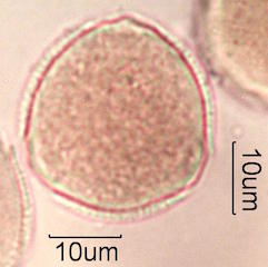 Trumpet Vine (Campsis radicans) Pollen
