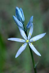 Camas (Camassia quamash)