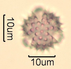 Canadian Honey Pollen Under the Microscope