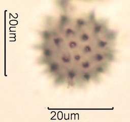 Canadian Honey Pollen Under the Microscope