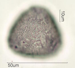 Canavalia Pollen