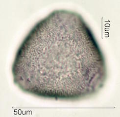 Canavalia Pollen
