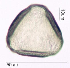 Canavalia Pollen