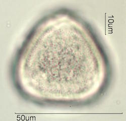 Canavalia Pollen