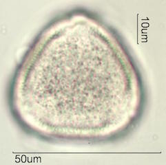 Canavalia Pollen