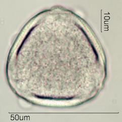 Canavalia Pollen