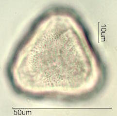 Canavalia Pollen