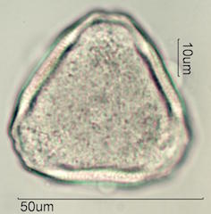 Canavalia Pollen