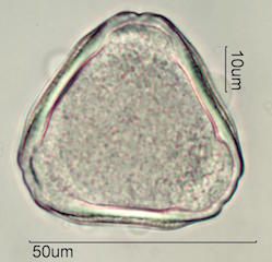 Canavalia Pollen