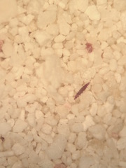 Cancun Beach Sand