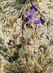Phacelia campanularia
