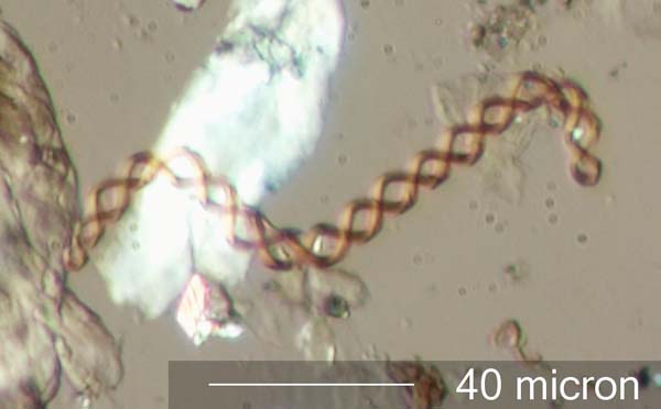 Slime Mold Capillitium