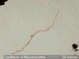 Slime Mold Capillitium