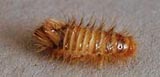 Carpet Beetle Larva