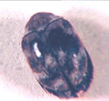 Adult Carpet Beetle