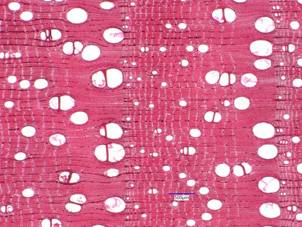 Carya ovata, Cross-Section